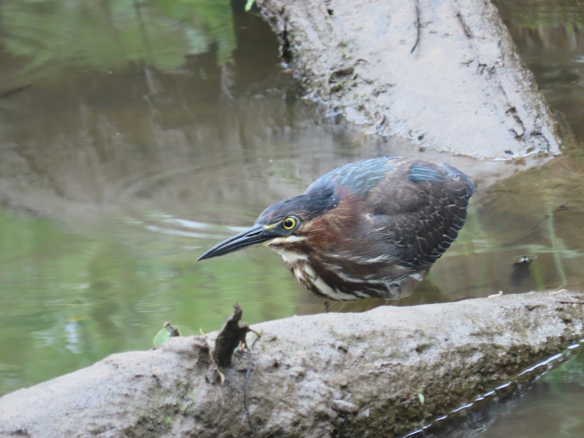 Green Heron - ML618560183