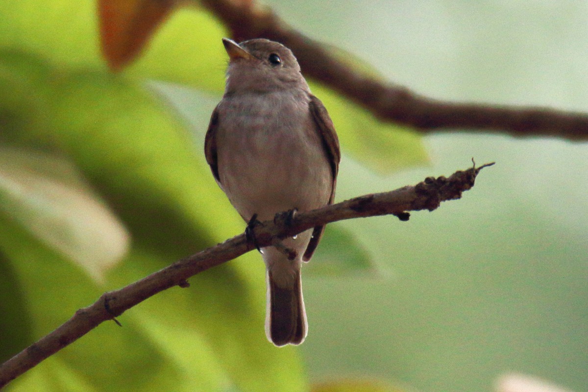 Asian Brown Flycatcher - Anshuman Sarkar