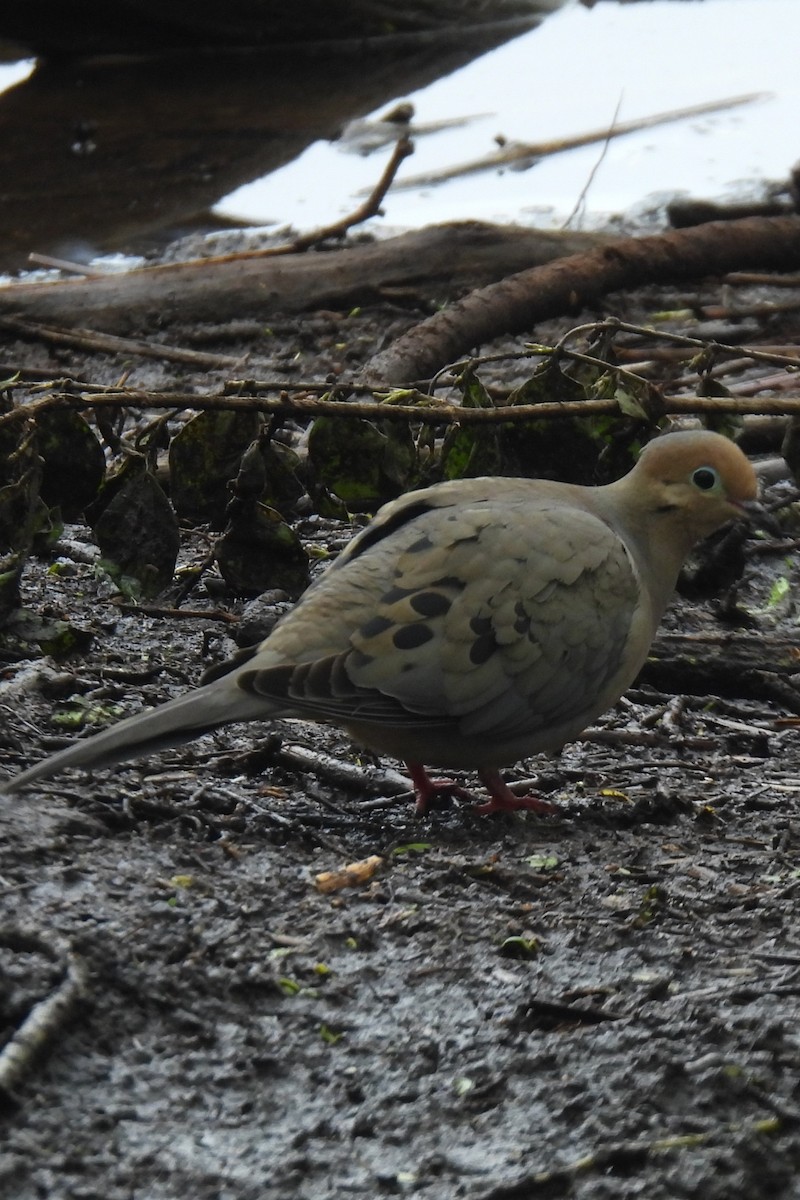 Mourning Dove - ML618560265