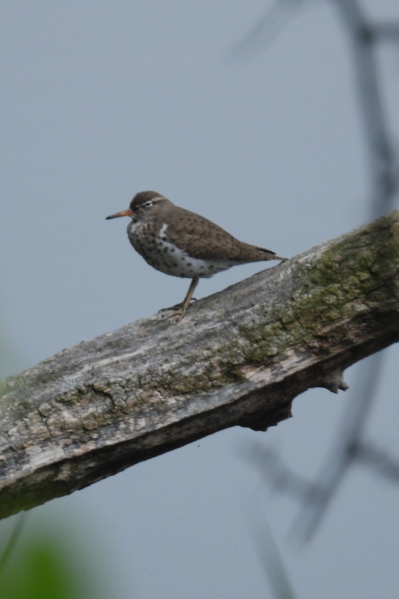 Spotted Sandpiper - ML618560267