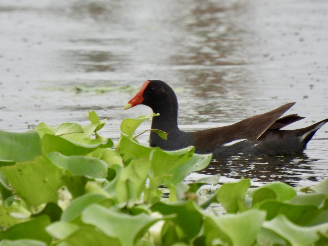 Common Gallinule - Esther and Gyula Mackinlay - Gergely