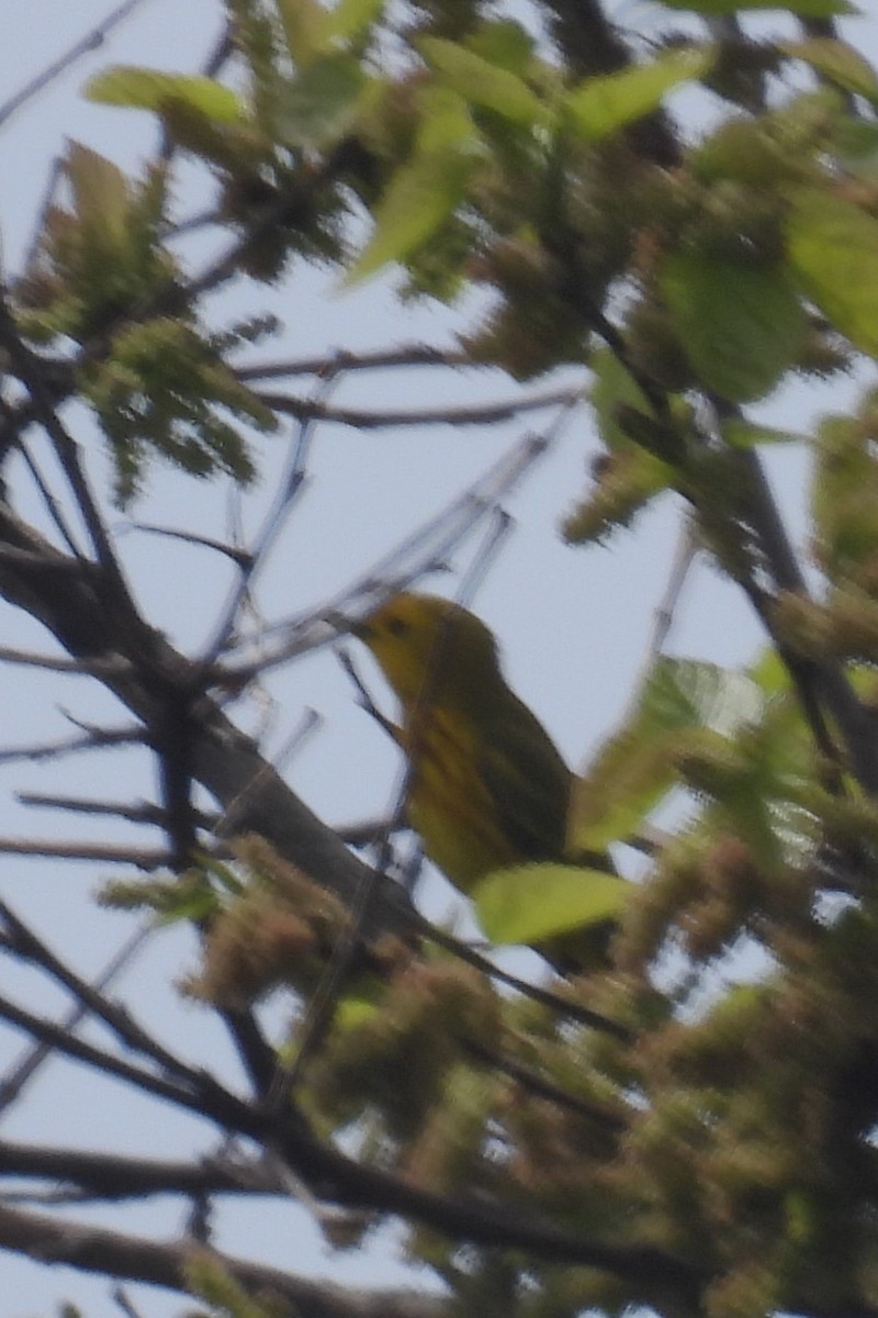 Yellow Warbler - Larry Gaugler