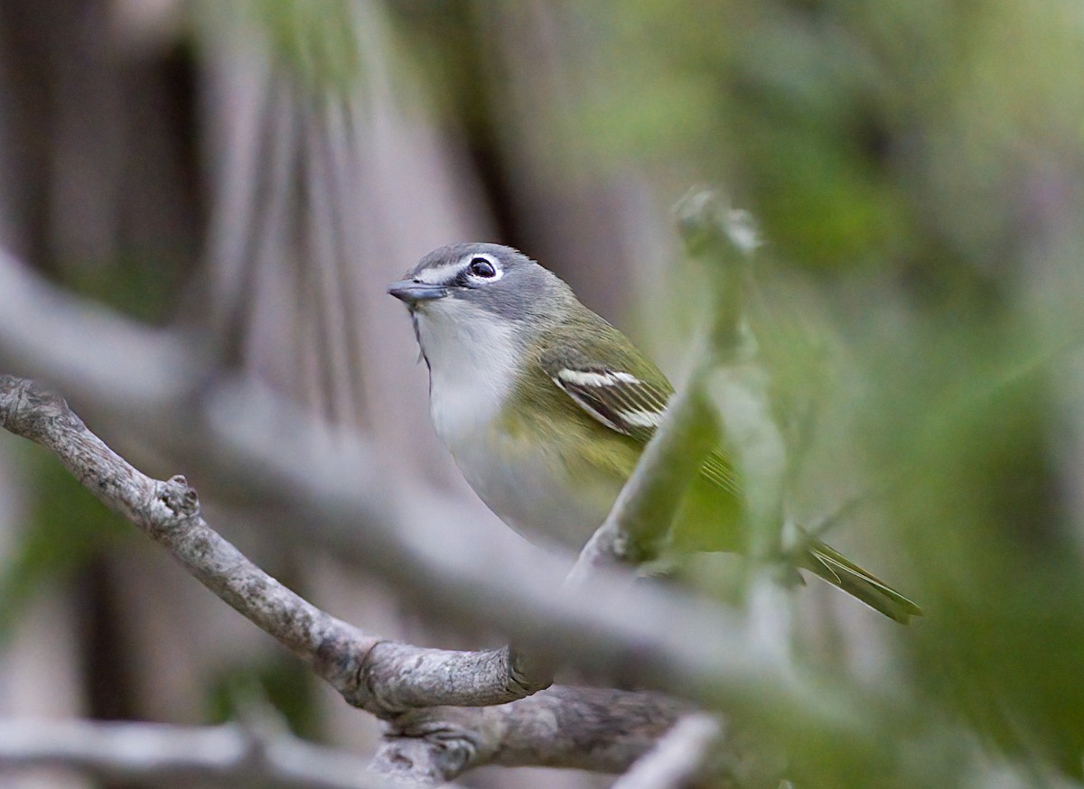 Blue-headed Vireo - ML618560309