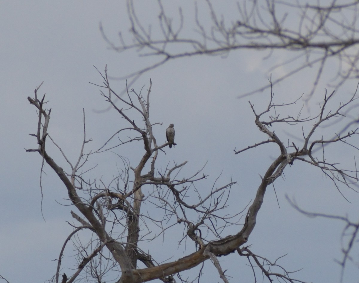 Red-tailed Hawk - ML618560310