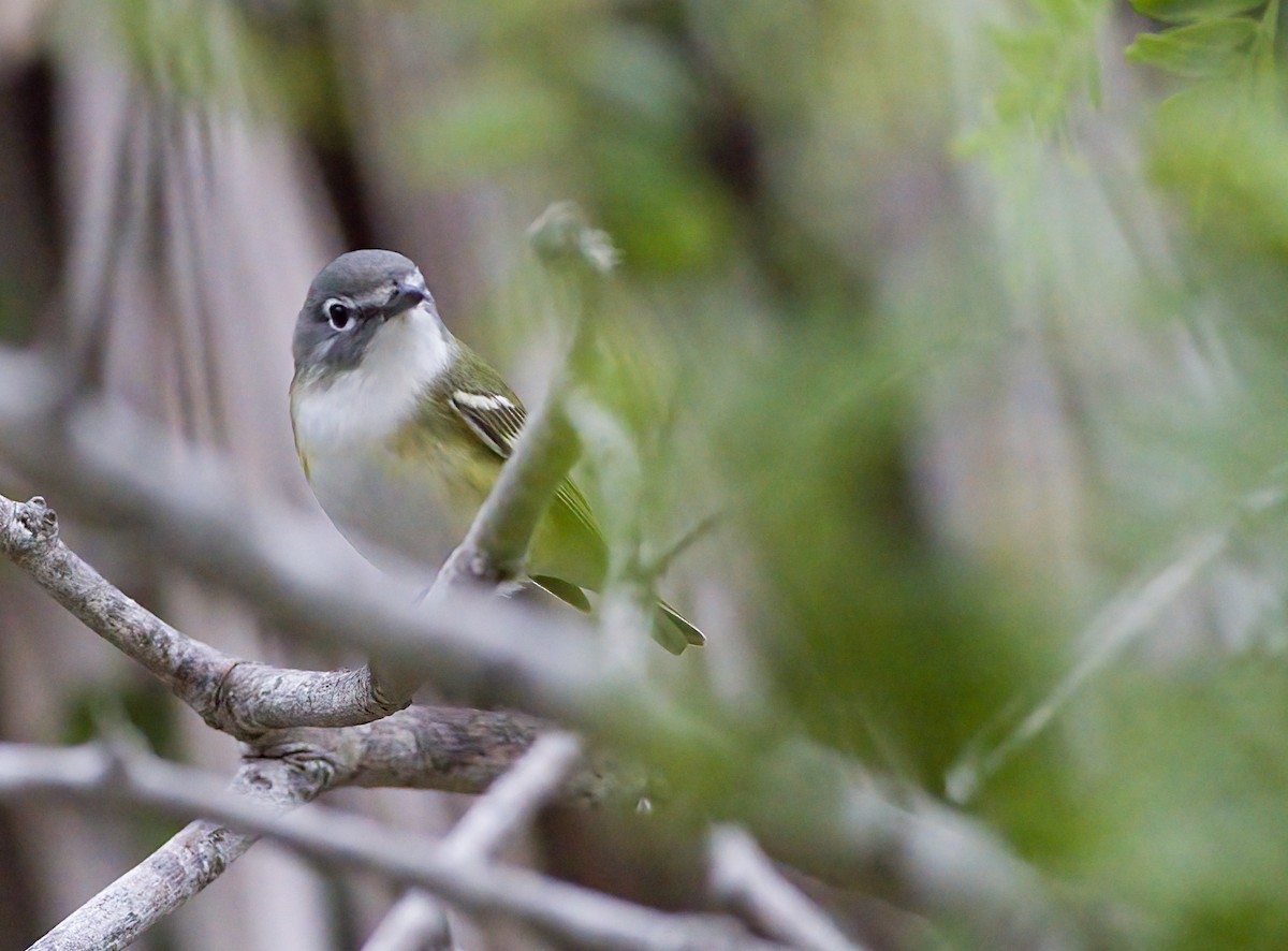 Blue-headed Vireo - John Gluth