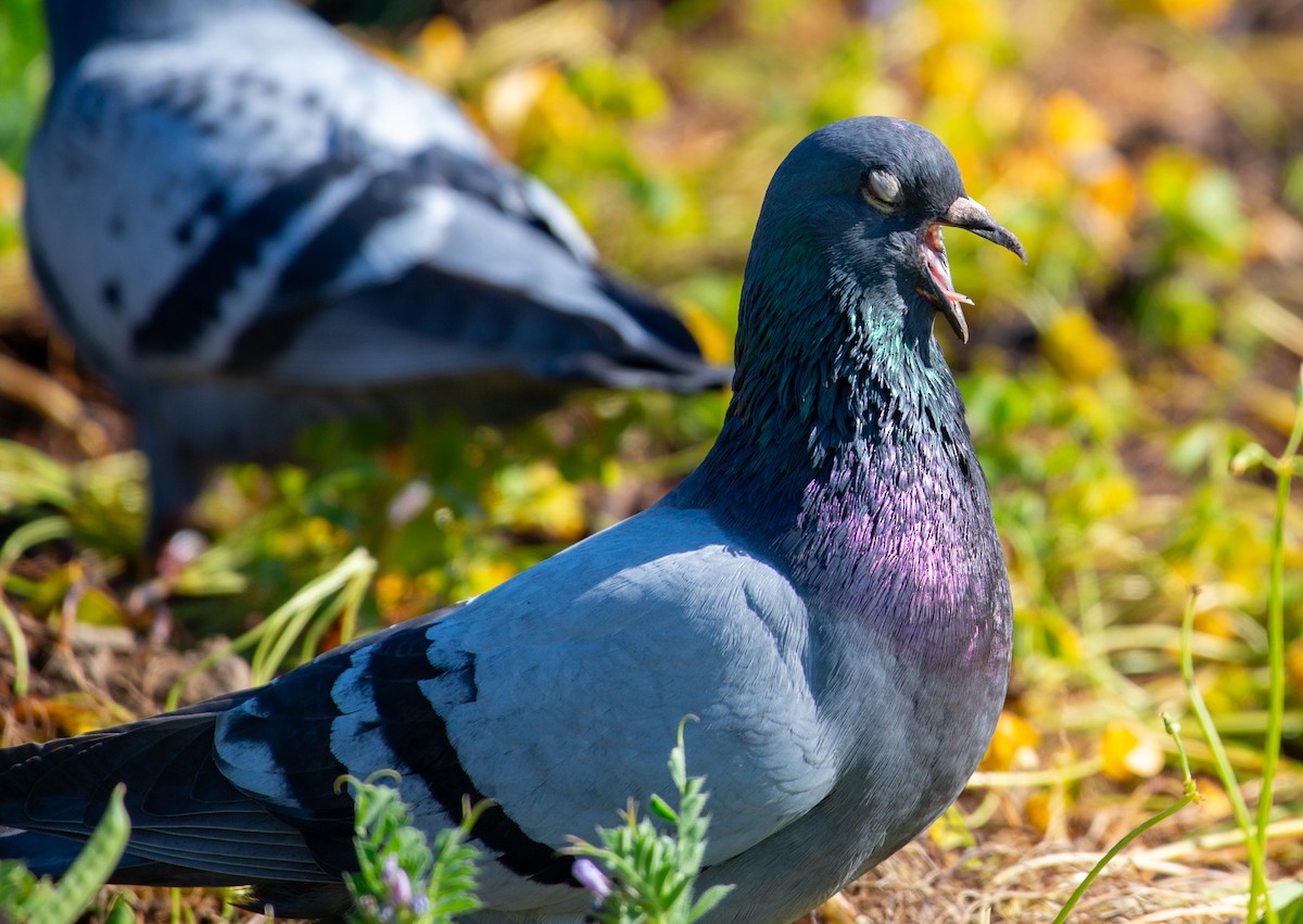 Rock Pigeon (Feral Pigeon) - Noah Eckman