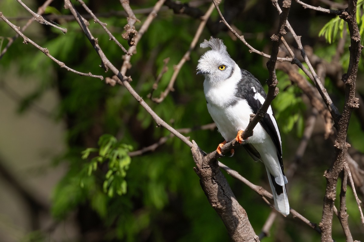 Gray-crested Helmetshrike - ML618560334