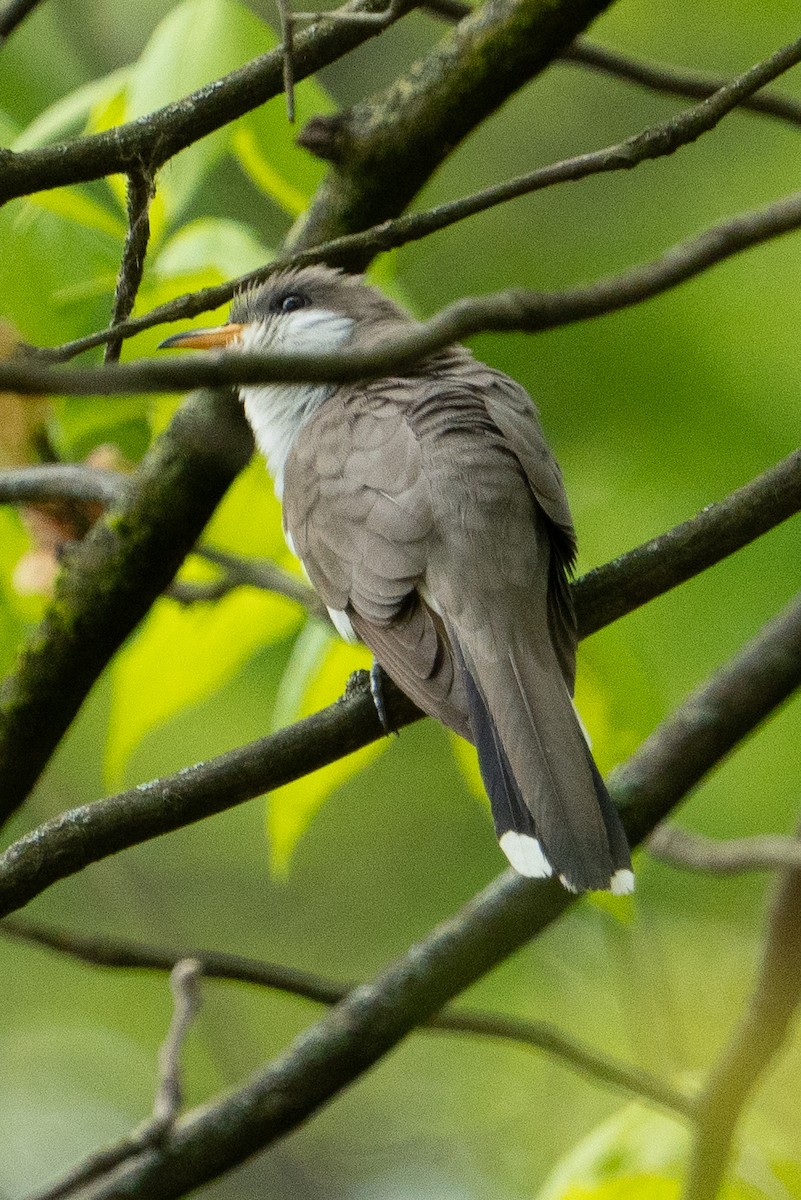 Yellow-billed Cuckoo - ML618560346