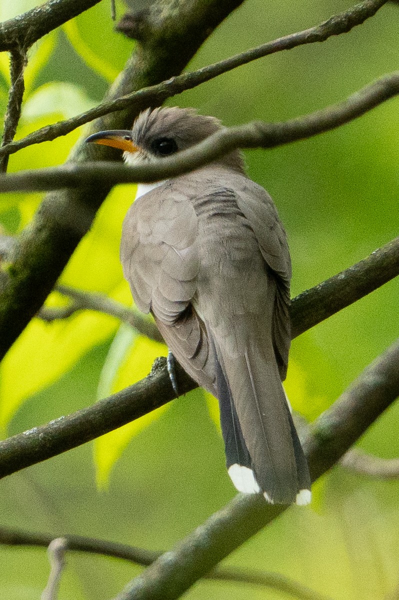 Yellow-billed Cuckoo - ML618560361