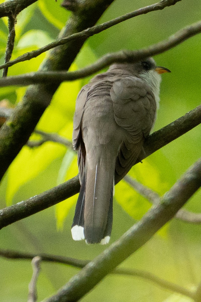 Yellow-billed Cuckoo - ML618560362