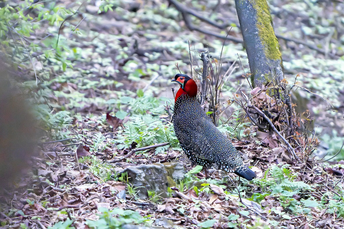 Western Tragopan - ML618560366