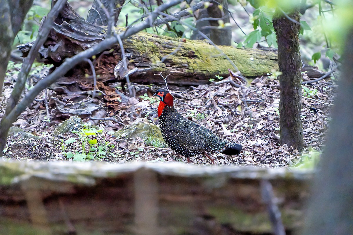 Western Tragopan - ML618560367