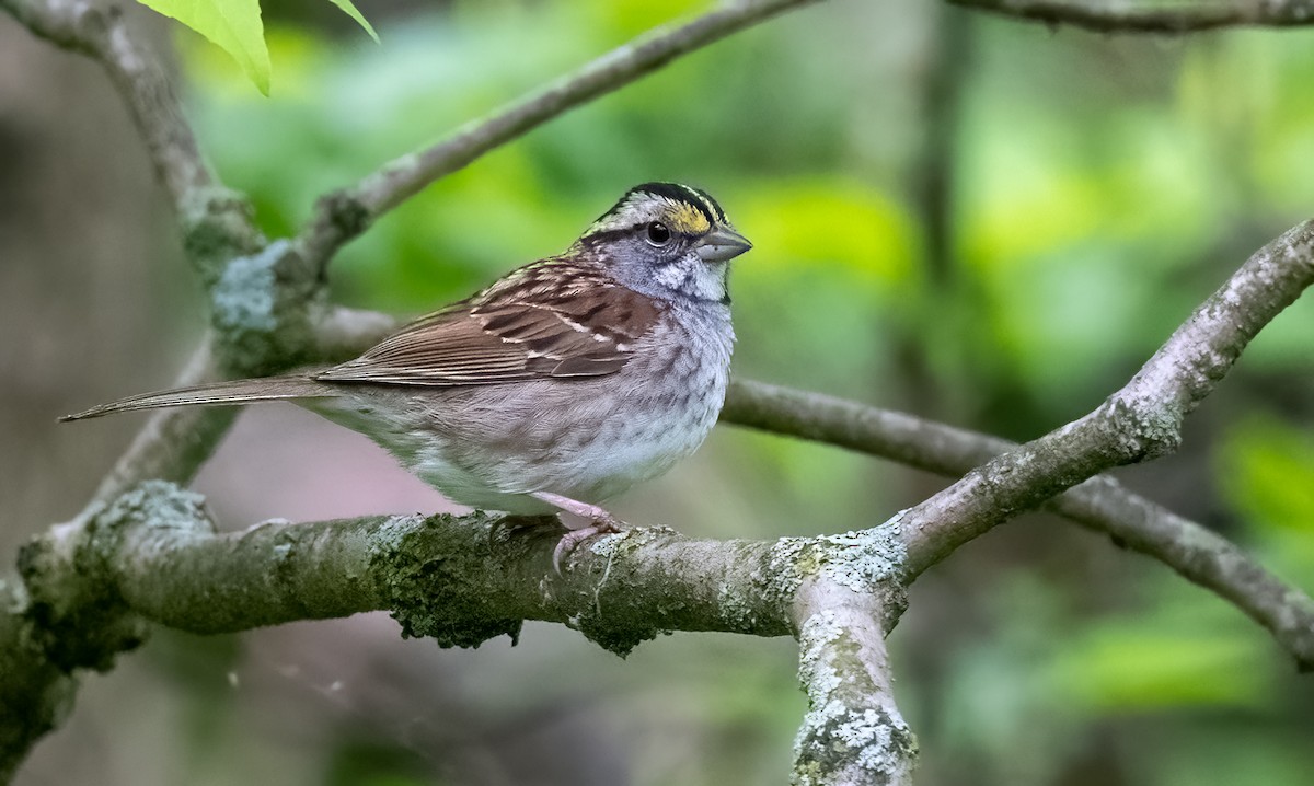 White-throated Sparrow - Jining Han