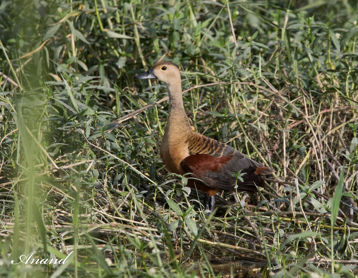 Lesser Whistling-Duck - ML618560375