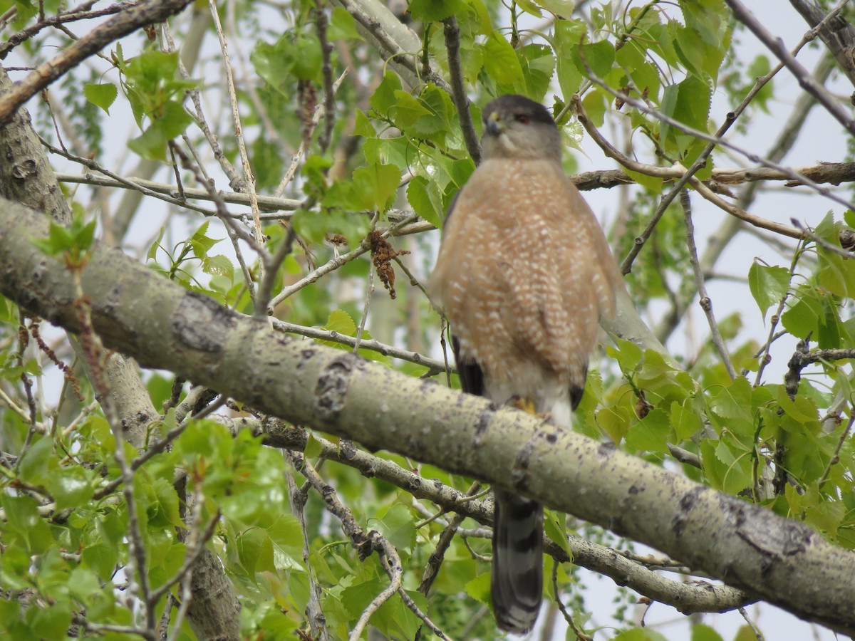 Cooper's Hawk - ML618560421