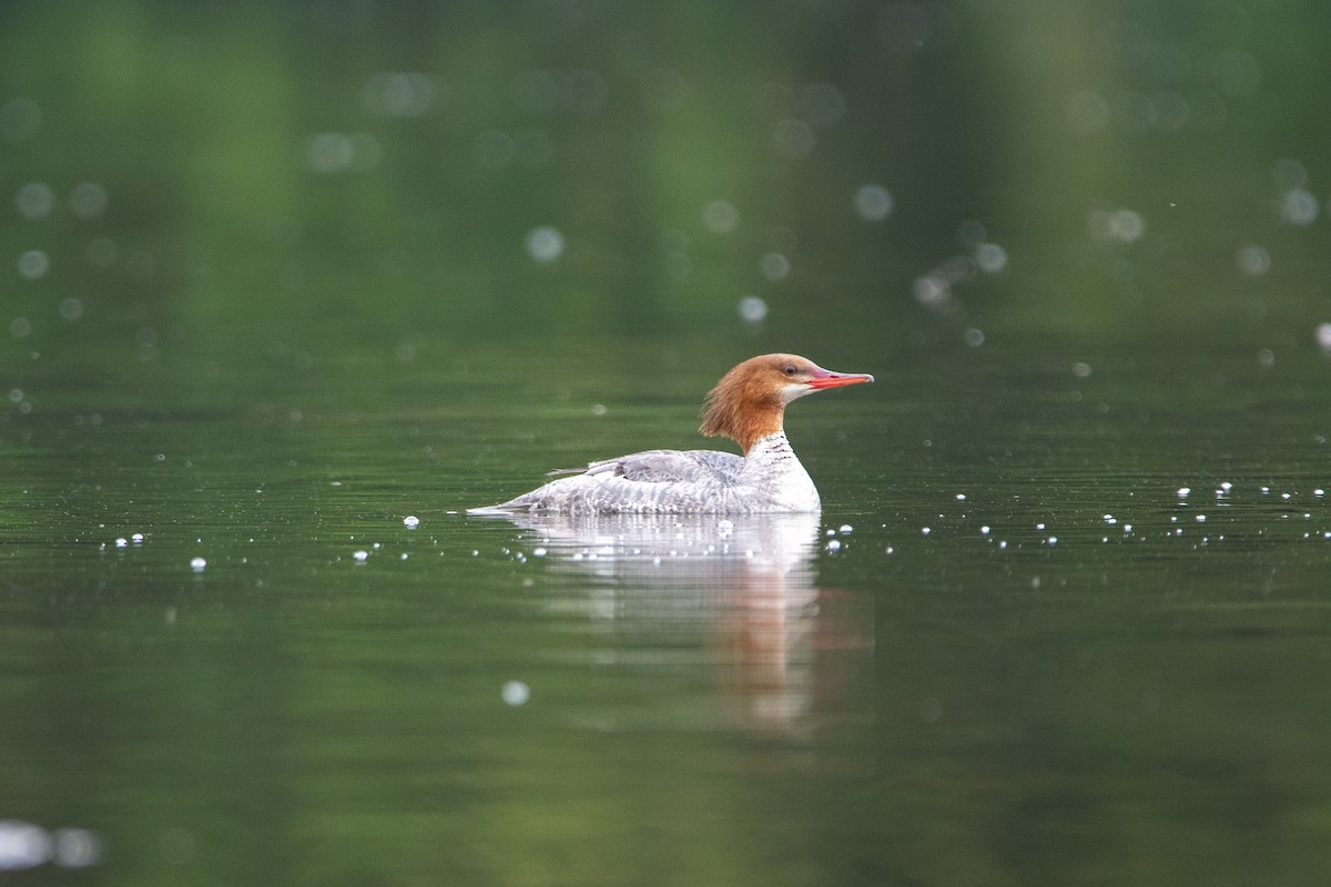 Common Merganser - Karen Hardy