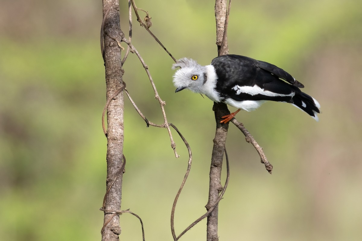 Gray-crested Helmetshrike - ML618560460