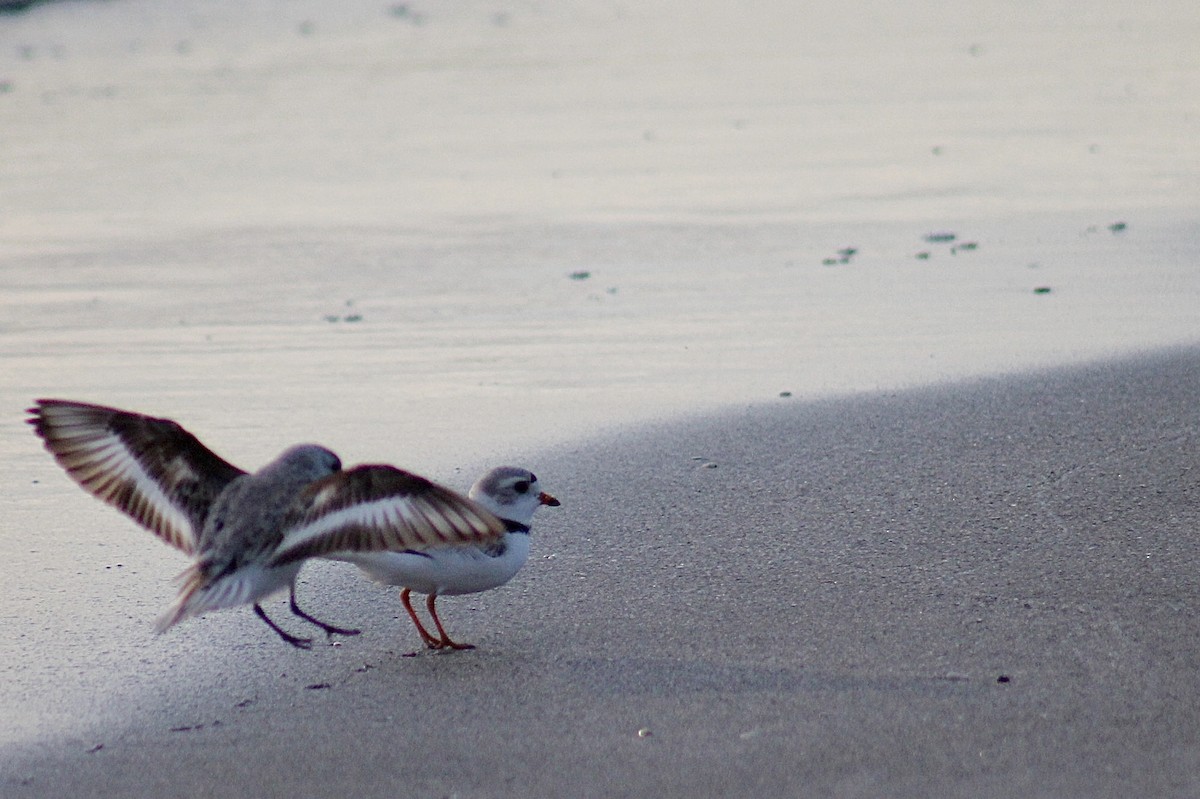 Piping Plover - ML618560515