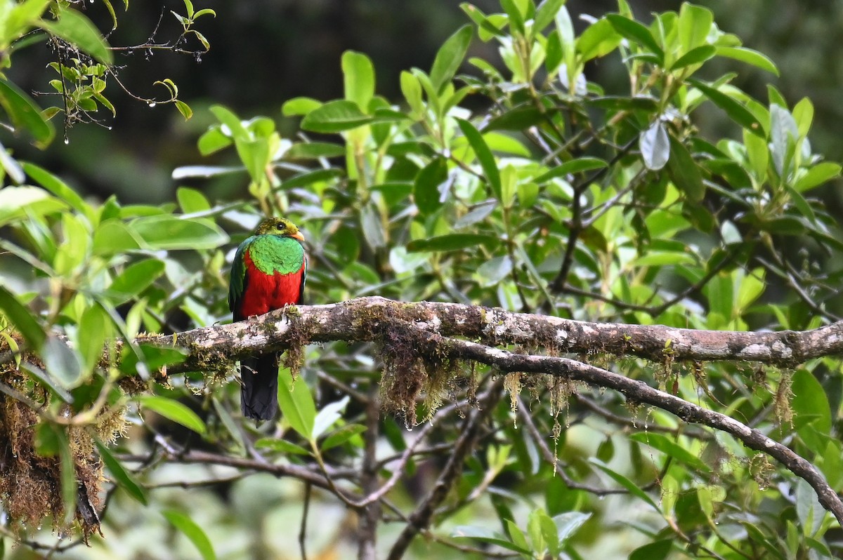 Golden-headed Quetzal - Hannes Leonard