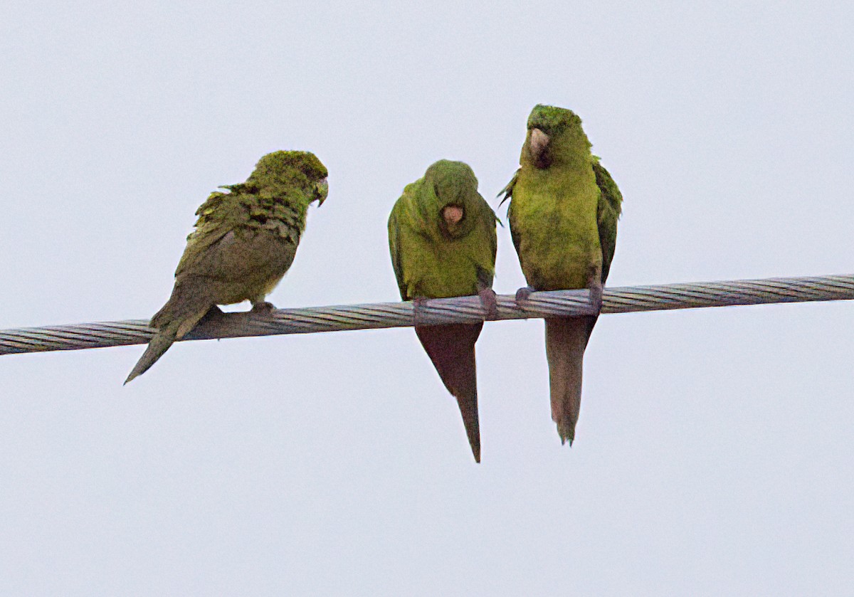 Meksika Yeşil Papağanı - ML618560521