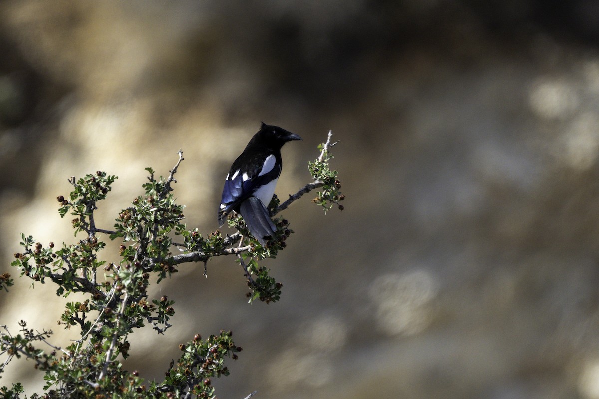 Eurasian Magpie - ML618560529