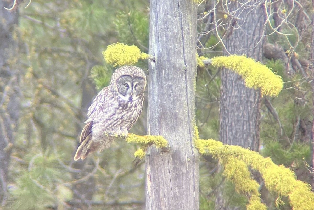 Great Gray Owl - ML618560536