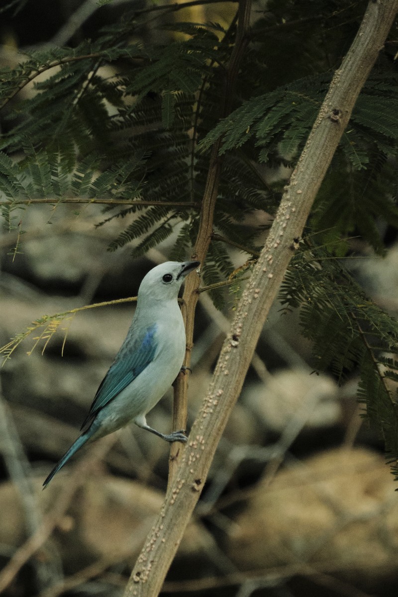 Blue-gray Tanager - ML618560554