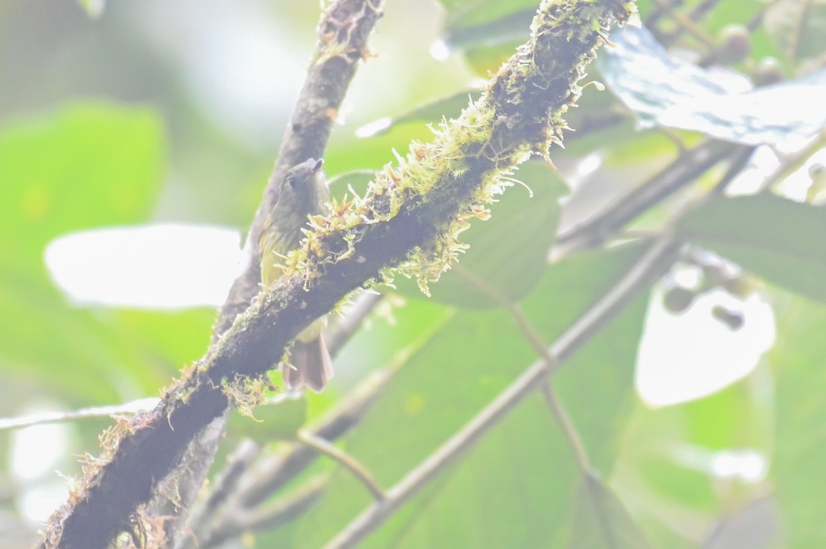 Streak-necked Flycatcher - ML618560560