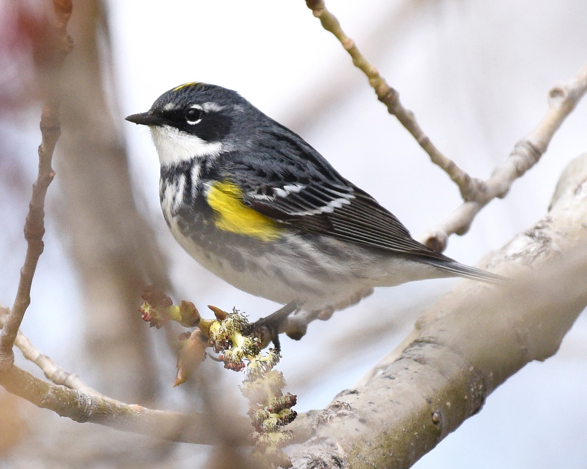 Yellow-rumped Warbler (Myrtle) - Steven Mlodinow