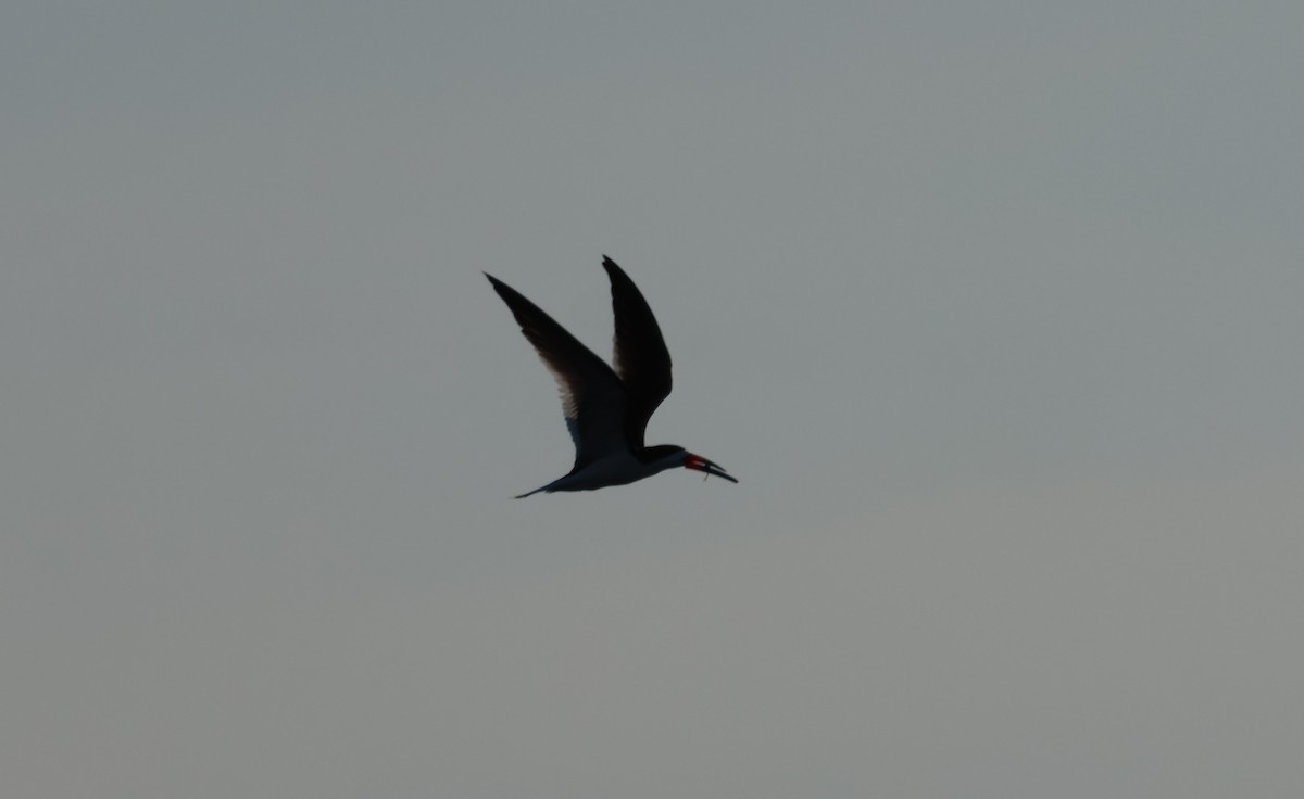 Black Skimmer - ML618560609