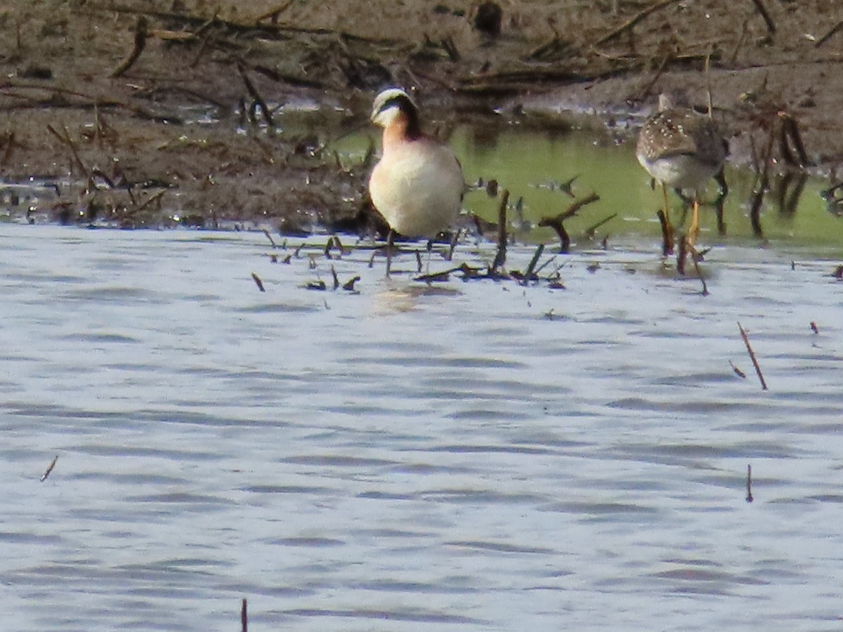 Wilson's Phalarope - Juliet Berger