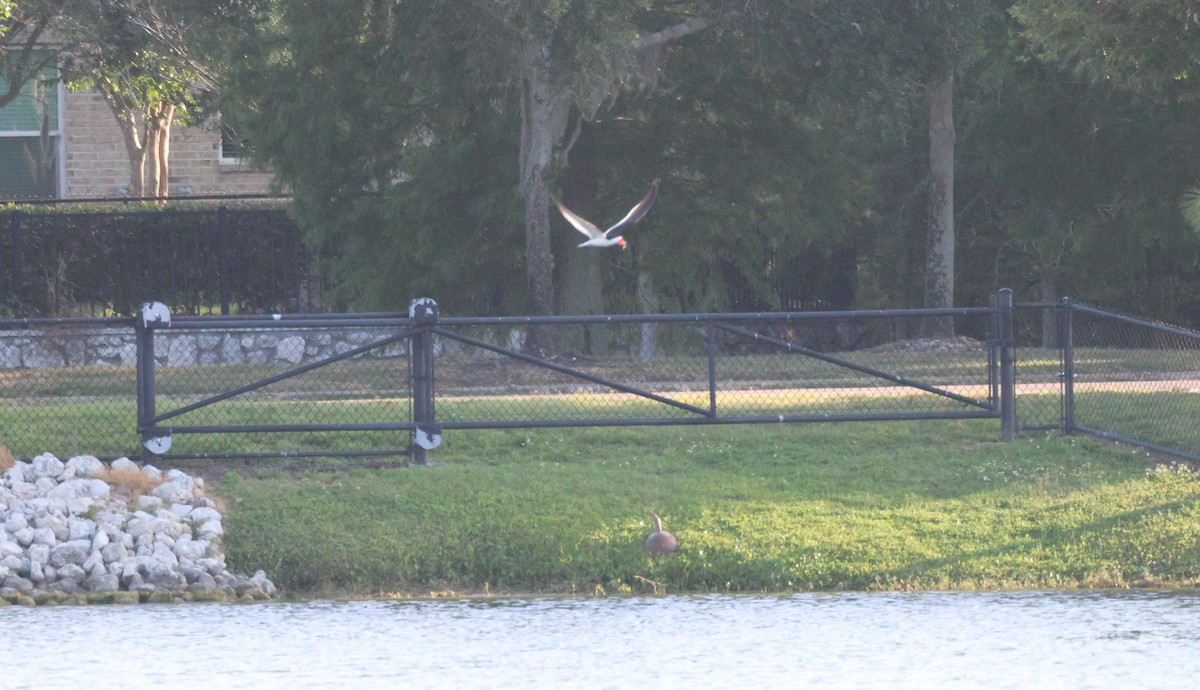 Black Skimmer - ML618560628