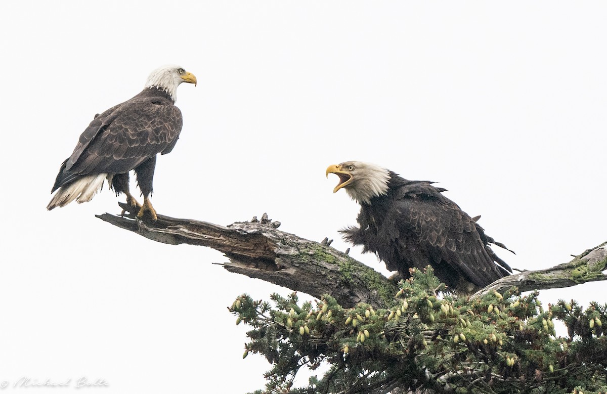 Bald Eagle - ML618560643