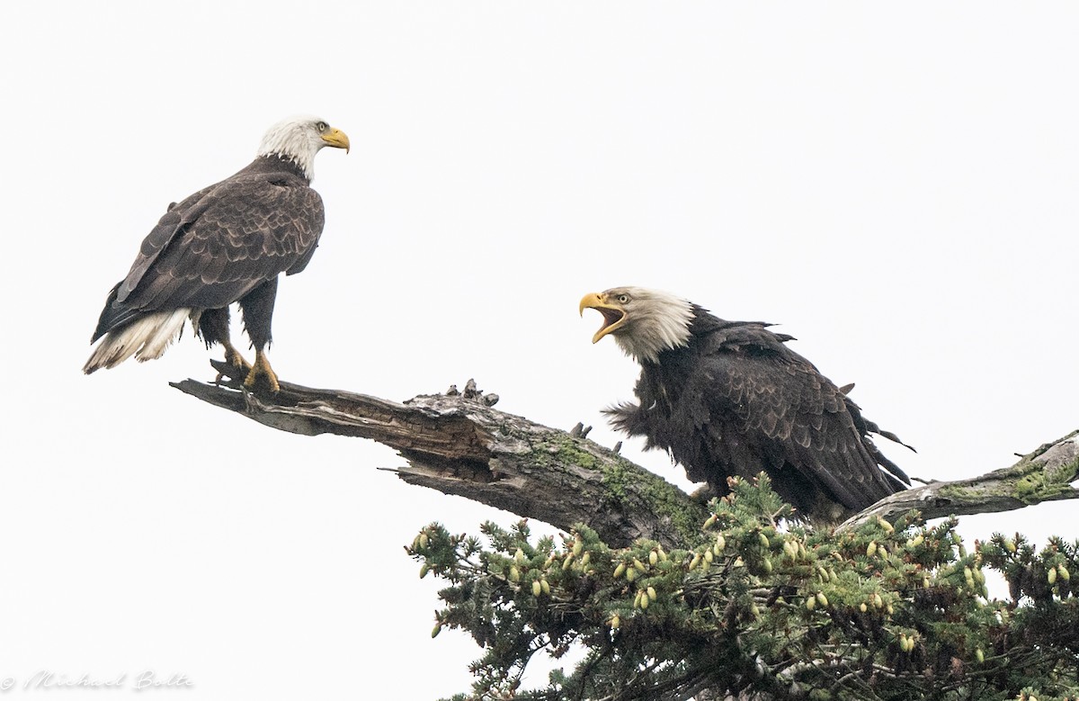 Bald Eagle - Michael Bolte