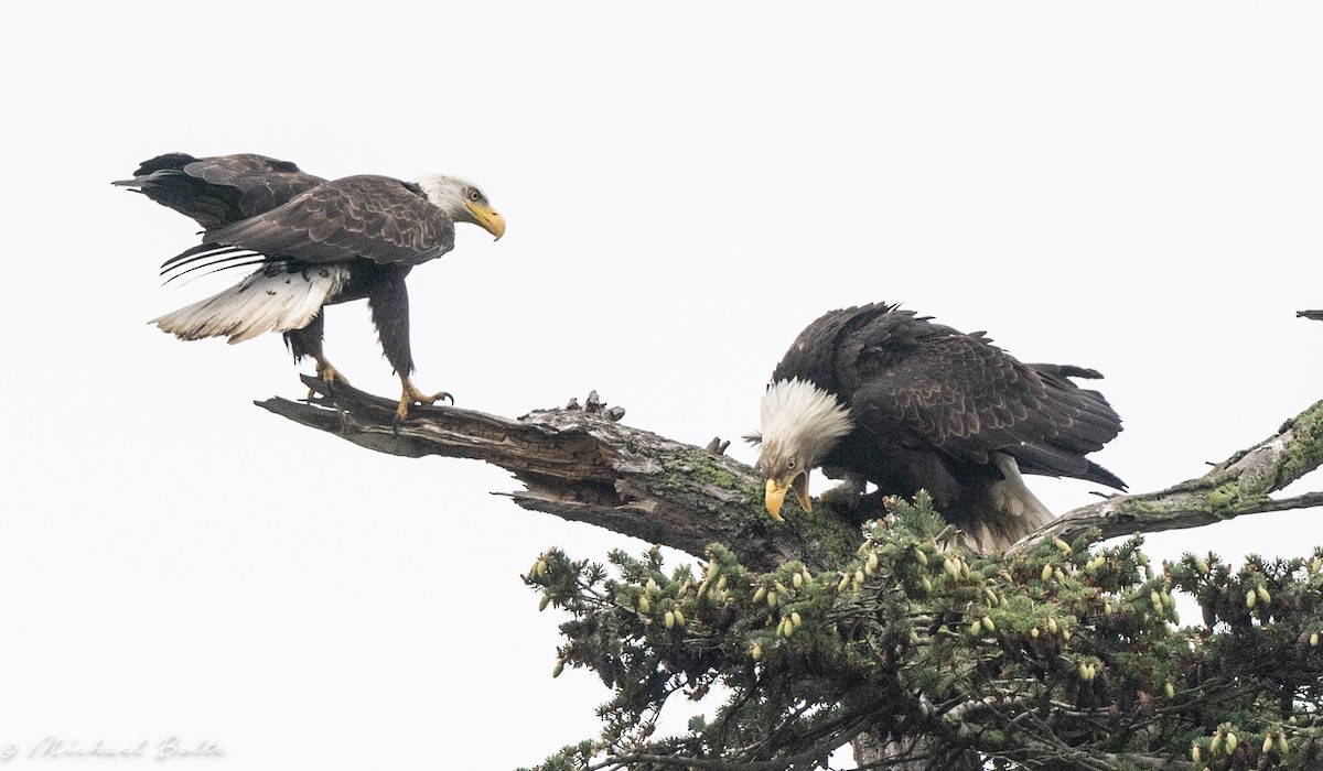 Bald Eagle - Michael Bolte