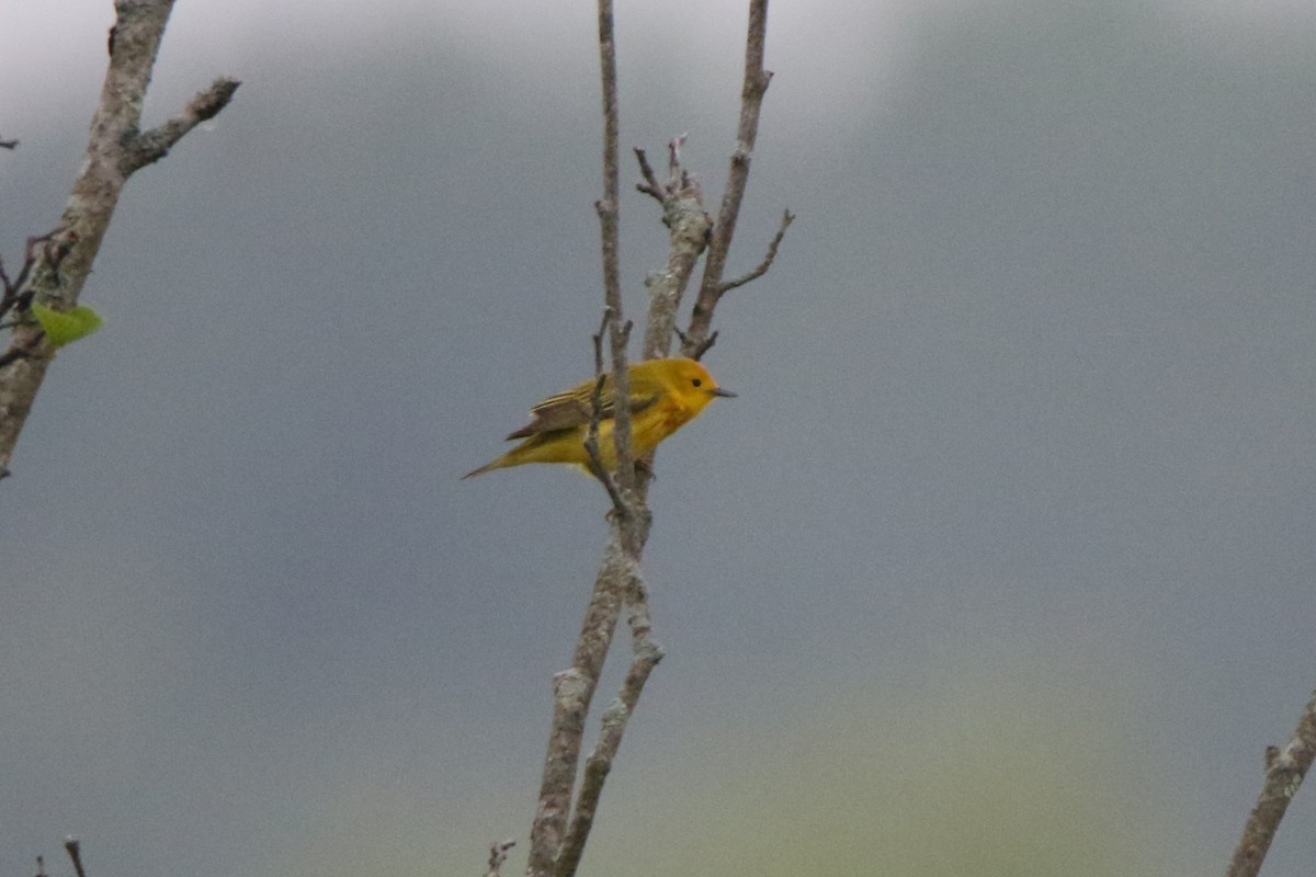 Yellow Warbler - ML618560646