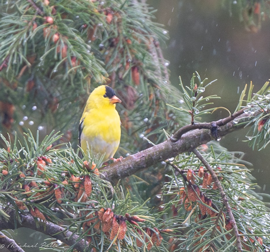 American Goldfinch - ML618560652