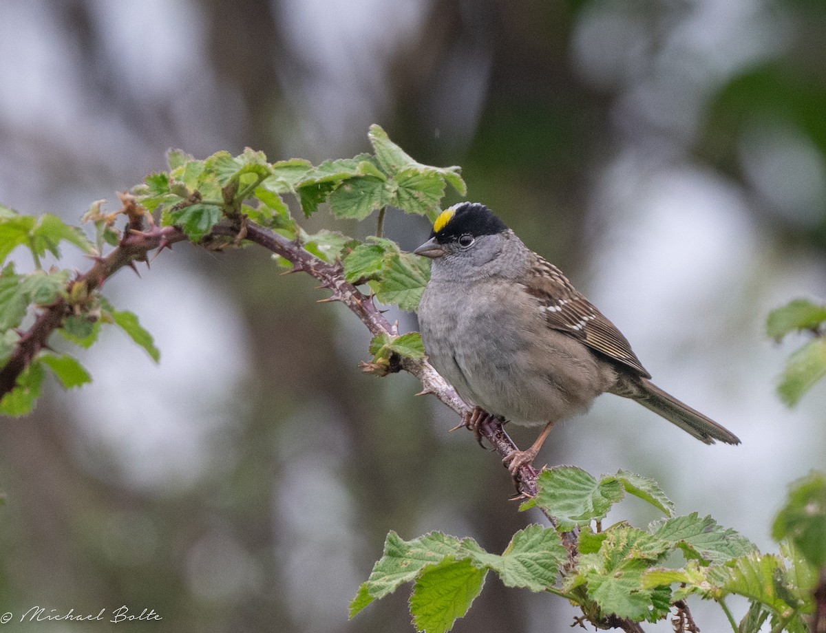 Golden-crowned Sparrow - ML618560668