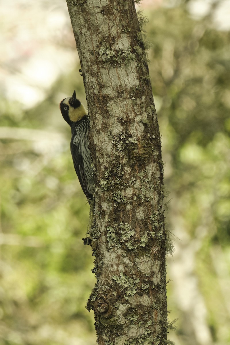 Acorn Woodpecker - Sergio Fabián Barrera Muñoz