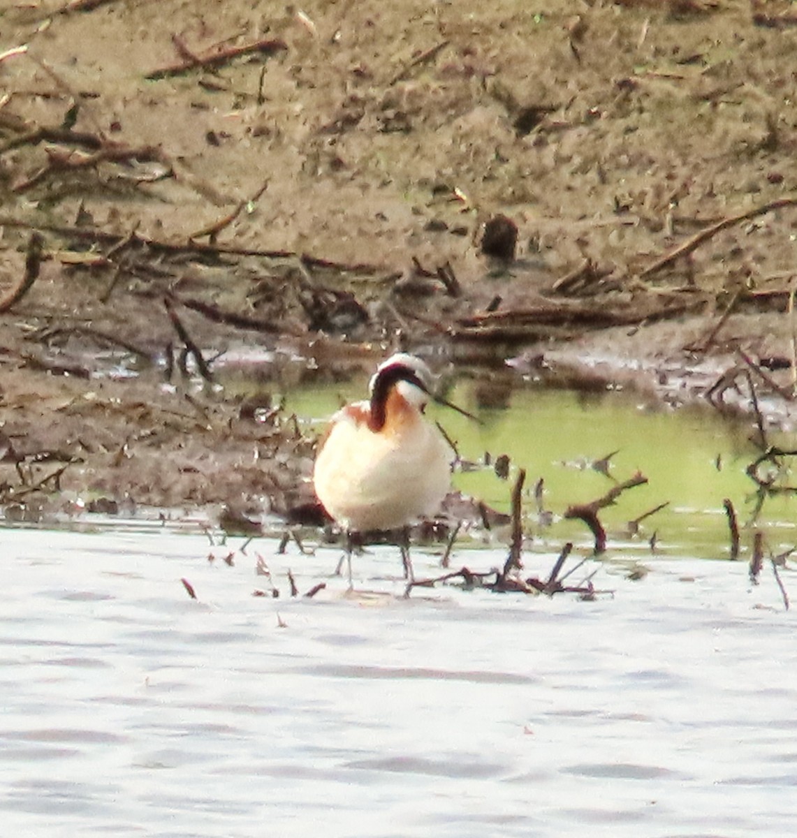 Wilson's Phalarope - Juliet Berger