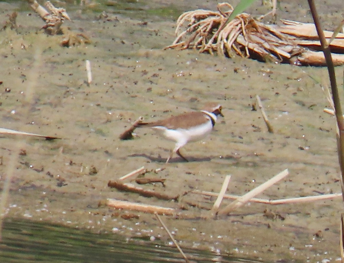 Little Ringed Plover - ML618560763