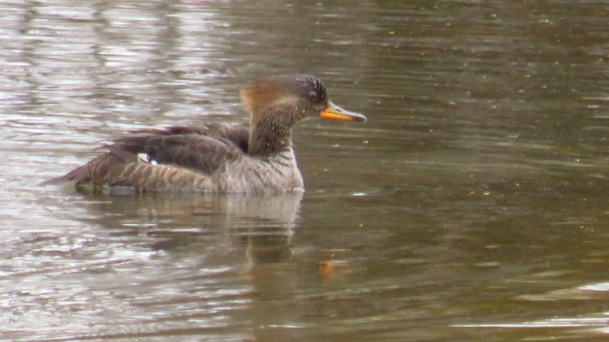 Hooded Merganser - ML618560791