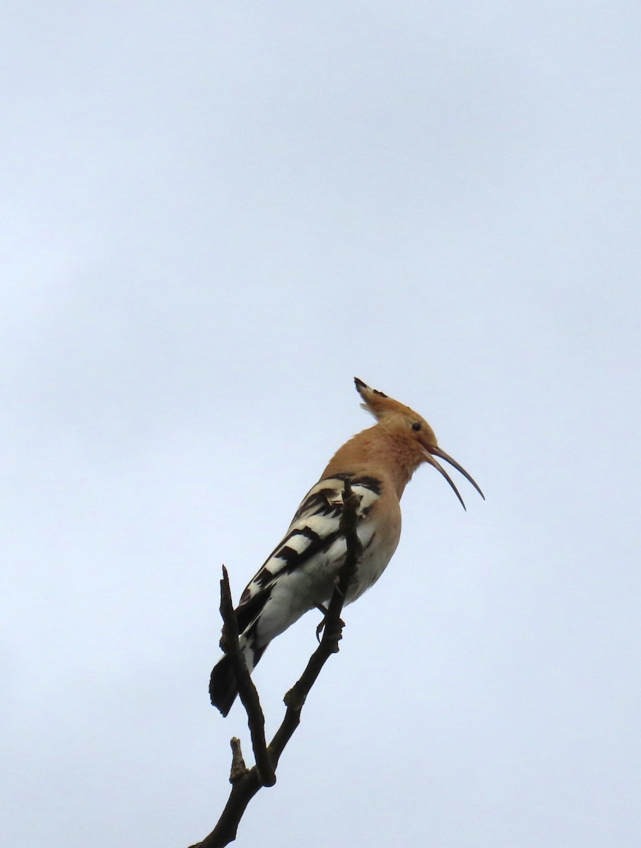 Eurasian Hoopoe - ML618560803