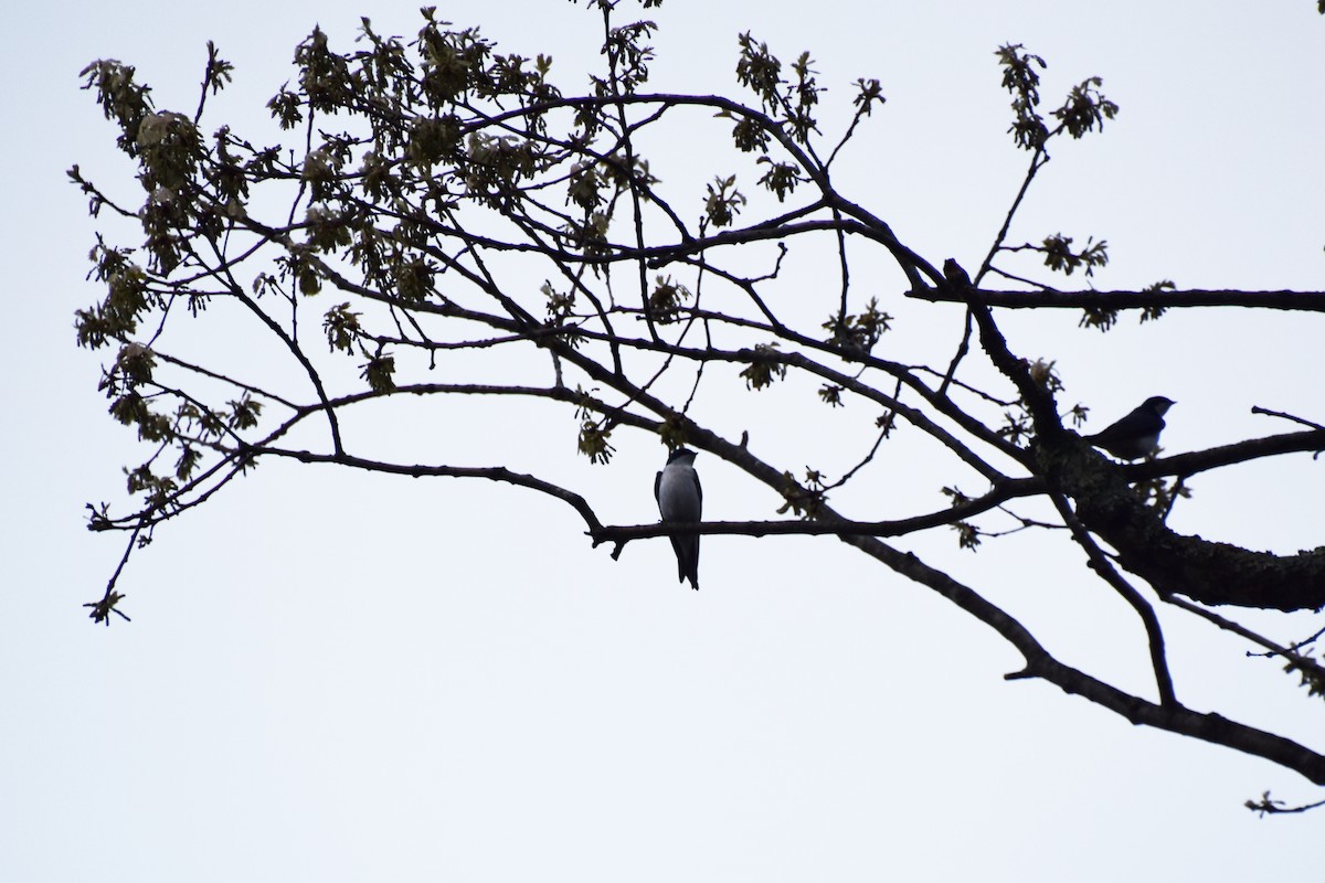 Tree Swallow - Valerie Burdette