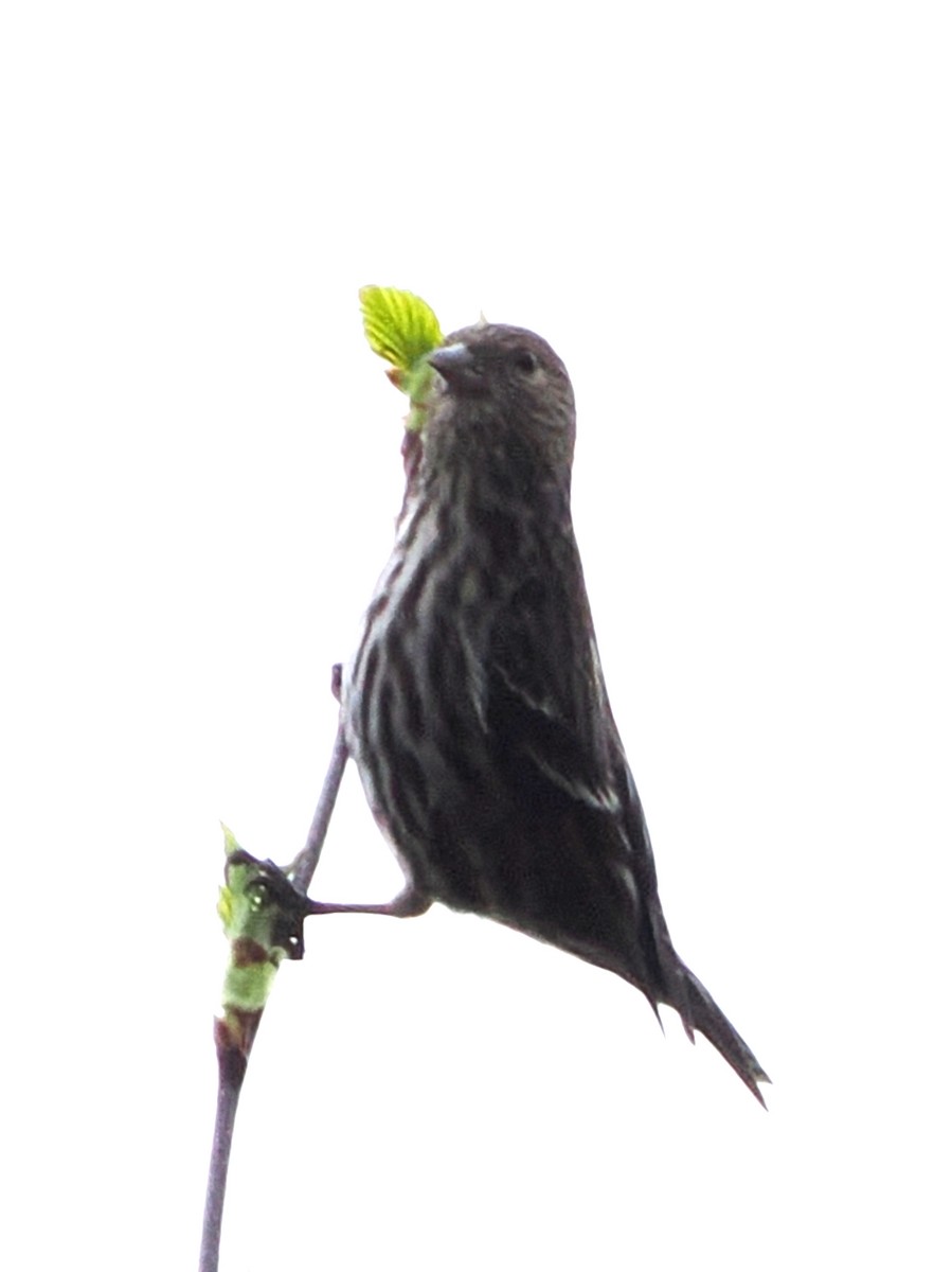 Pine Siskin (Northern) - ML618560838