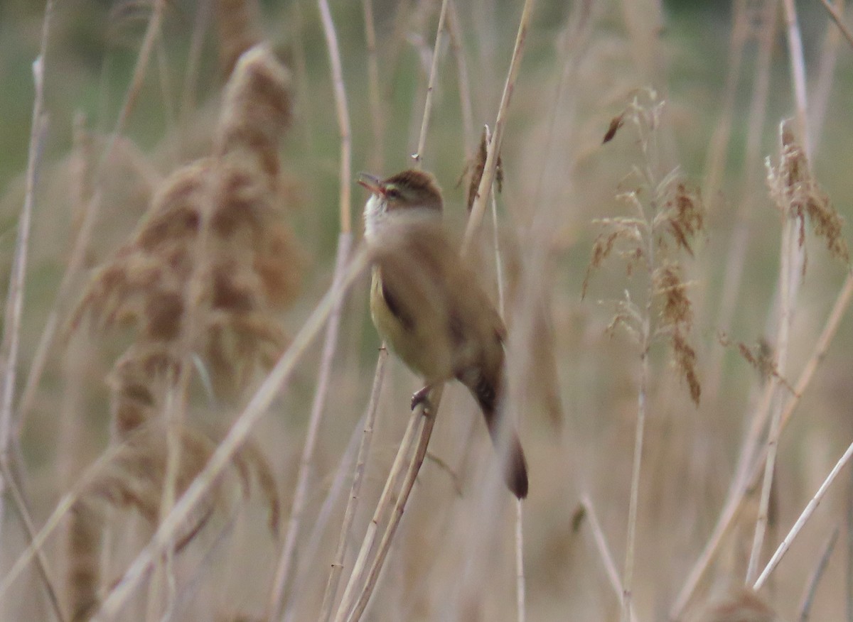 Great Reed Warbler - Michael Bowen