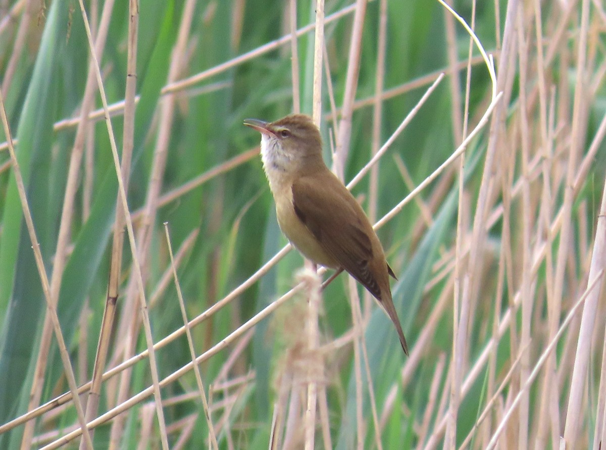 Great Reed Warbler - Michael Bowen