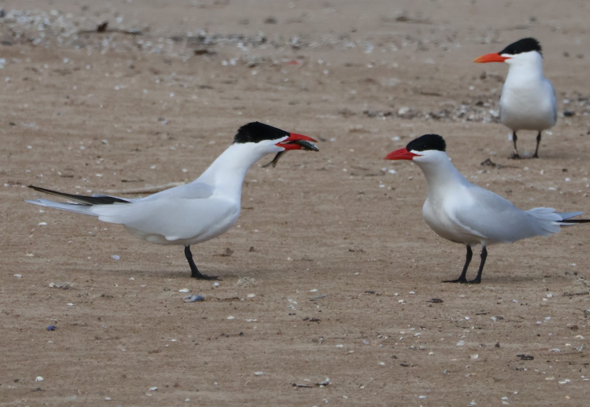 Caspian Tern - Santo A. Locasto