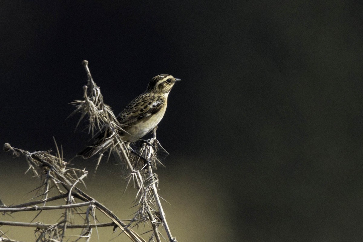 Whinchat - Holger Schneider