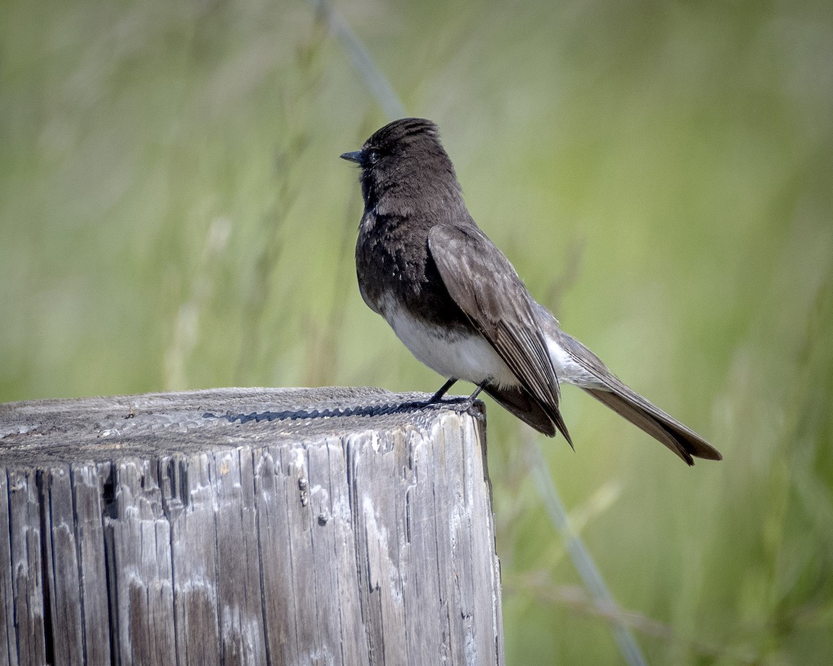 Black Phoebe - James Kendall